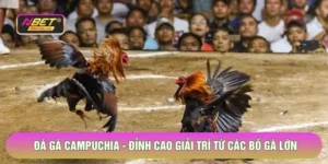 Đá Gà Campuchia - Đỉnh Cao Giải Trí Từ Các Bồ Gà Lớn 2026