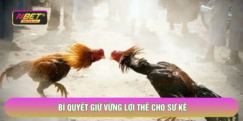 Bí quyết giữ vững lợi thế cho sư kê