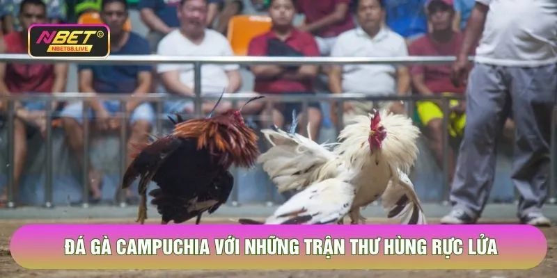 Đá gà Campuchia với những trận thư hùng rực lửa