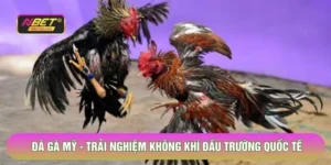 Đá Gà Mỹ - Trải Nghiệm Không Khí Đấu Trường Quốc Tế Tại Nbet