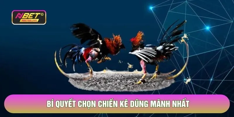 Bí quyết chọn chiến kê dũng mãnh nhất