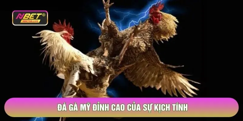Đá gà Mỹ đỉnh cao của sự kịch tính