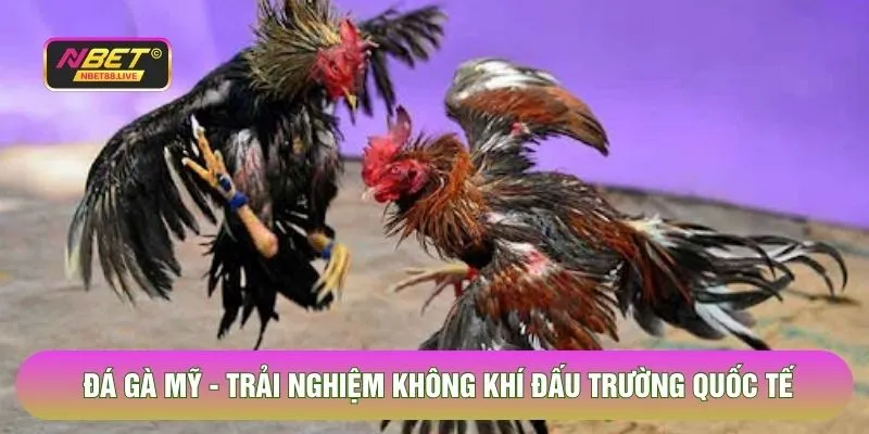 Đá Gà Mỹ - Trải Nghiệm Không Khí Đấu Trường Quốc Tế Tại Nbet