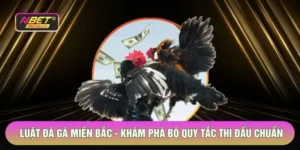 Luật Đá Gà Miền Bắc - Khám Phá Bộ Quy Tắc Thi Đấu Chuẩn 2026