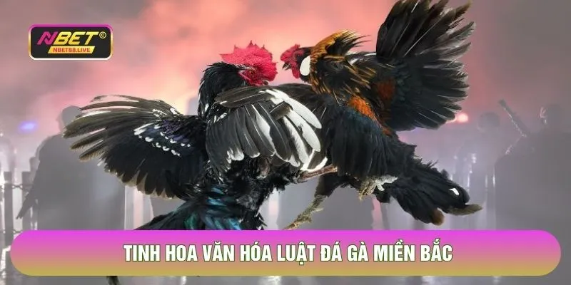Tinh hoa văn hóa luật đá gà miền Bắc