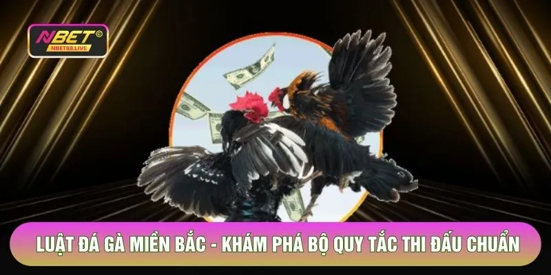 Luật Đá Gà Miền Bắc - Khám Phá Bộ Quy Tắc Thi Đấu Chuẩn 2026